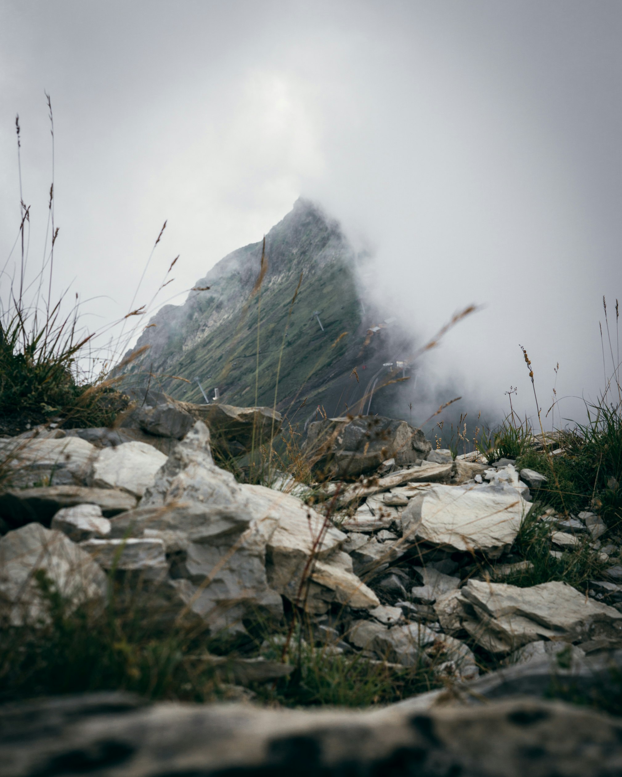 rocks with grasses